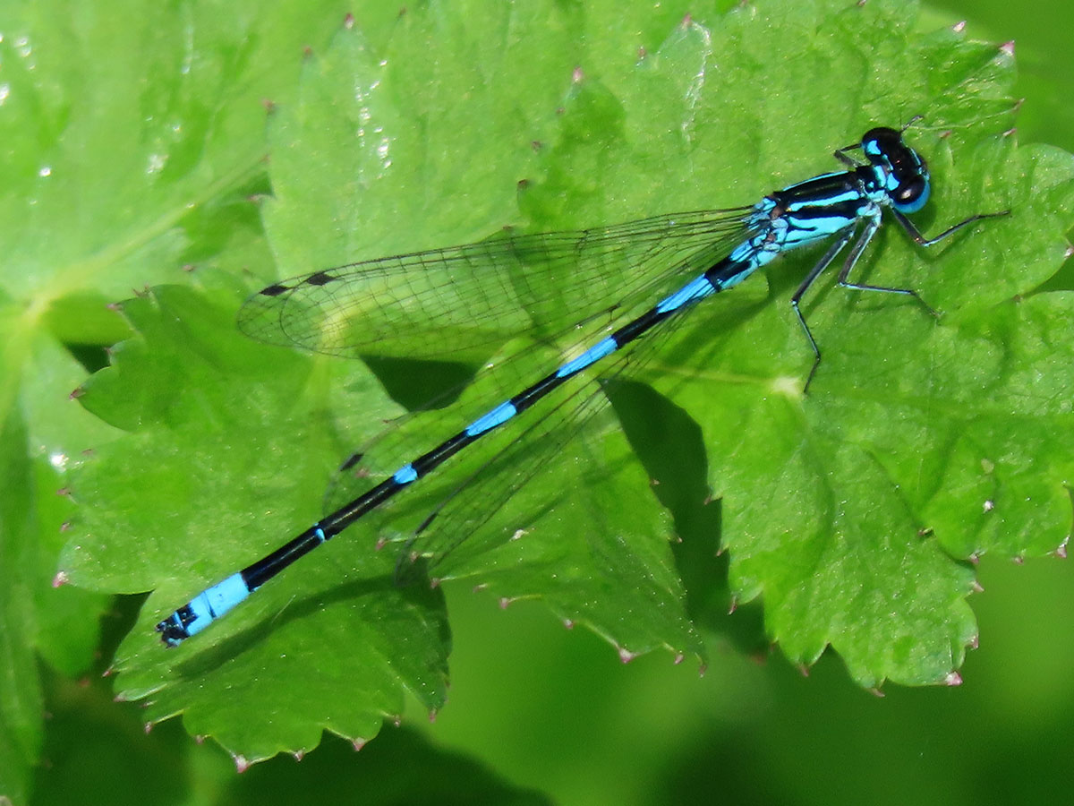 Coenagrion_pulchellum